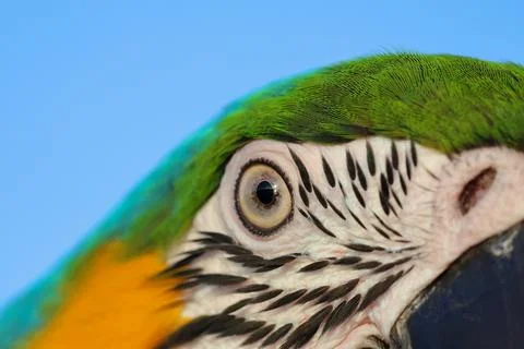 Parrot 스톡 사진
