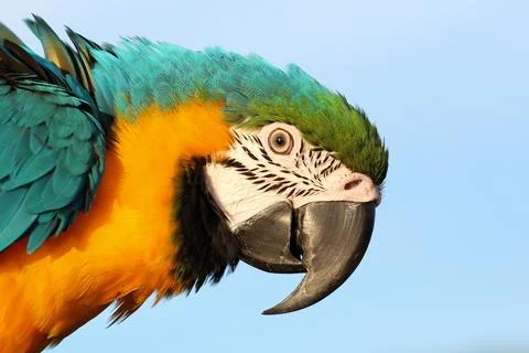 Parrot Stockfoto's