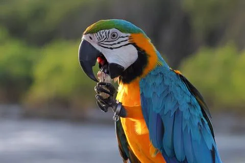 Parrot Stock Photos