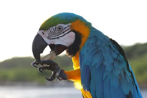 Parrot Stock-Fotos