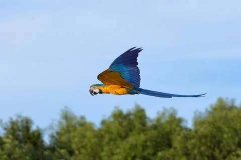 Parrot 写真素材