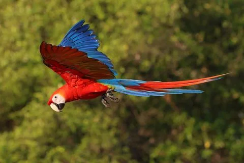 Parrot Stock Photos