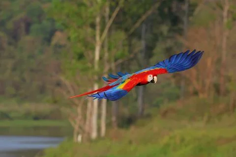 Parrot Fotos Stock