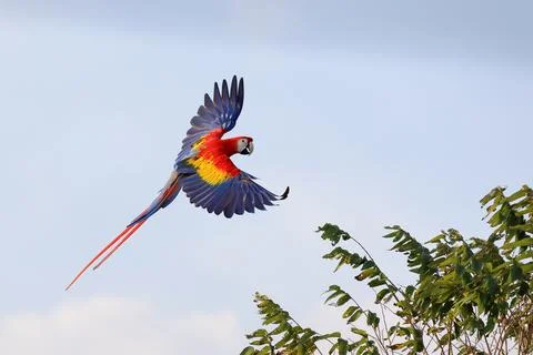 Parrot Stock Photos