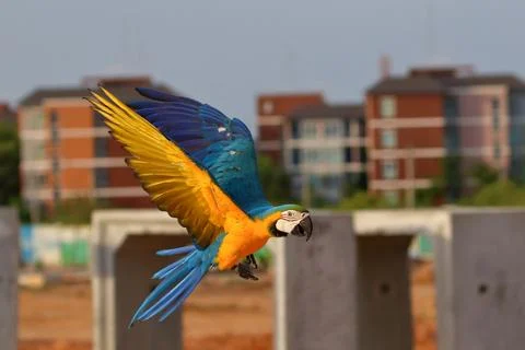 Parrot Stock Photos