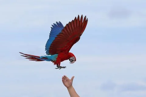 Parrot Fotos de archivo