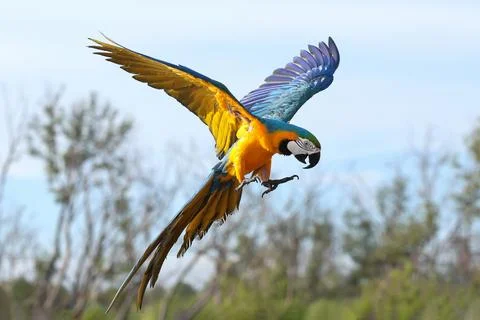 Parrot Stock Photos