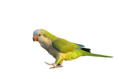 Parrot Stock-Fotos