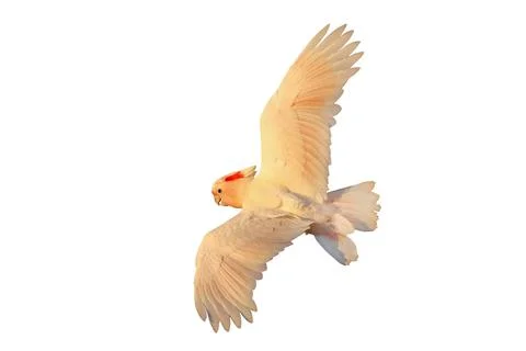 Parrot 스톡 사진
