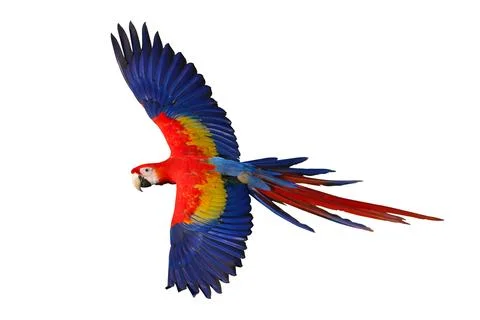 Parrot Stock Photos