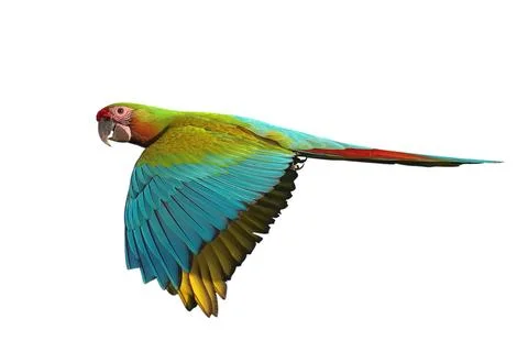 Parrot Stock Photos