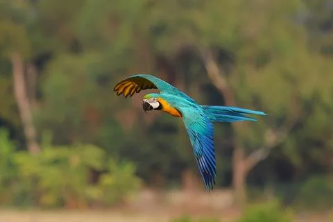 Parrot Stock Photos