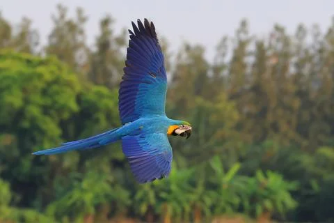 Parrot Stock Photos