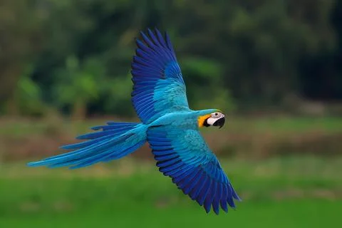Parrot Stock Photos
