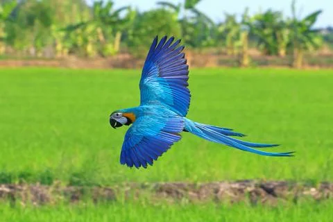 Parrot Stock-Fotos