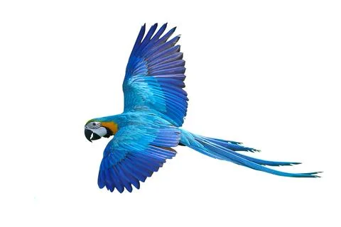 Parrot 写真素材