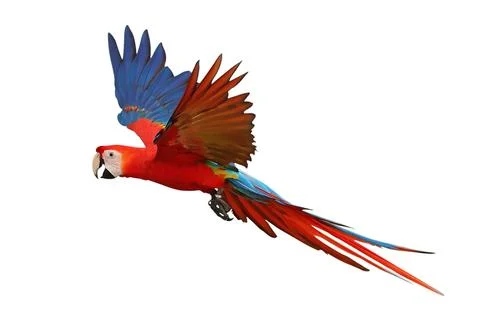 Parrot Stock Photos