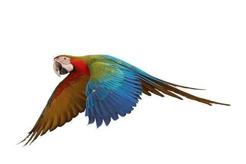 Parrot Stock-Fotos