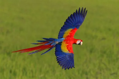 Parrot Stock-Fotos