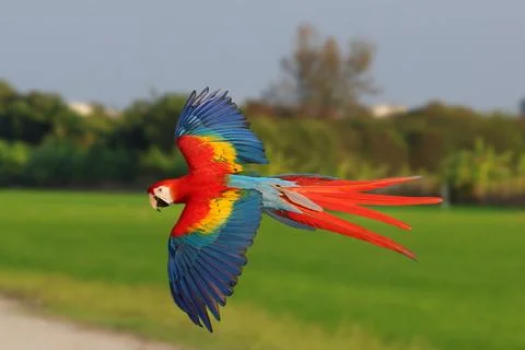 Parrot Stock Photos