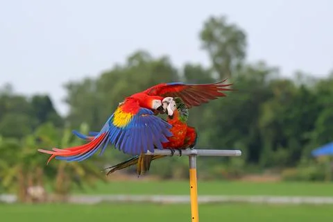 Parrot Stock Photos