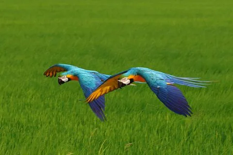 Parrot Fotos de archivo