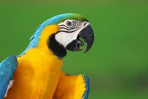 Parrot Stock Photos