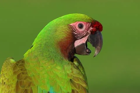 Parrot Foto stock