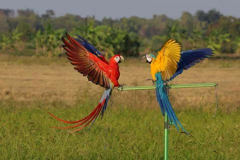 Parrot Stock Photos