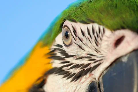 Parrot Foto stock