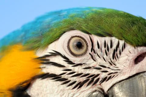 Parrot Stock Photos