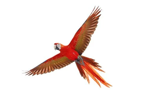 Parrot 写真素材