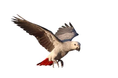 Parrot Stock Photos