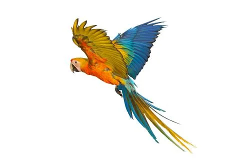 Parrot Stock Photos