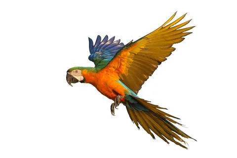 Parrot Stock Photos