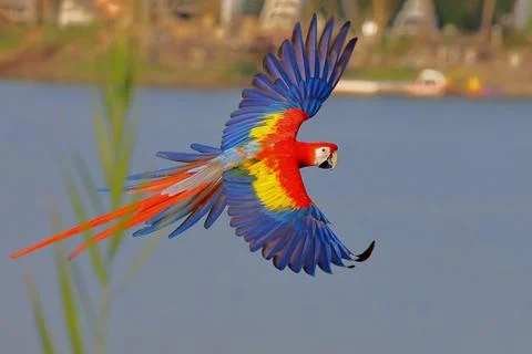 Parrot Stock Photos