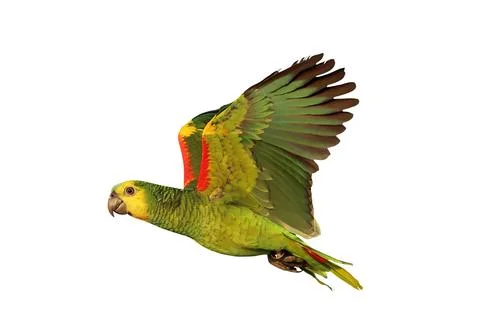 Parrot Stock-Fotos