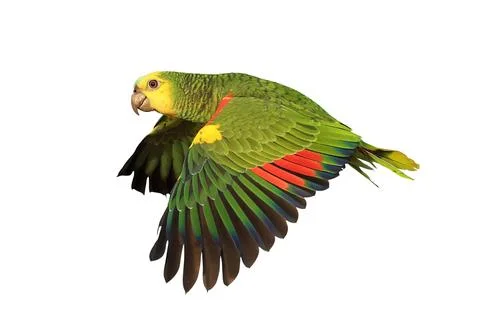 Parrot Stock-Fotos