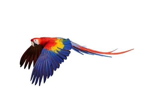 Parrot Stock Photos