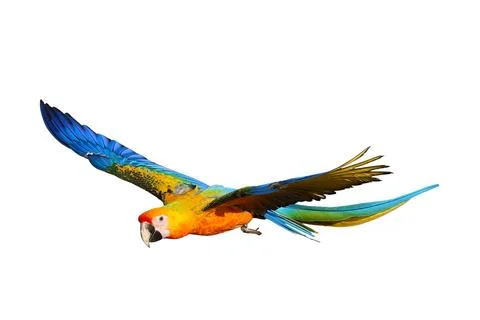 Parrot Stock Photos