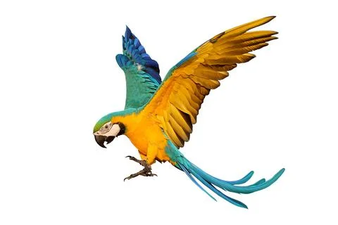 Parrot Stock Photos
