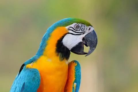 Parrot Stock Photos