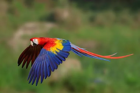 Parrot Stock Photos