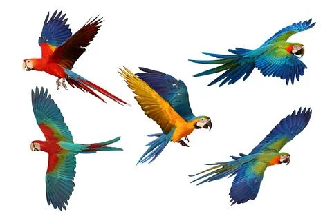 Parrot Stock Photos