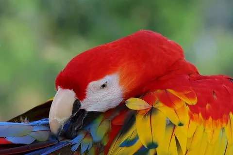Parrot Stock Photos