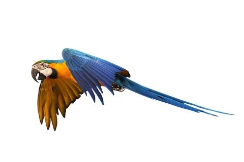 Parrot Stock Photos