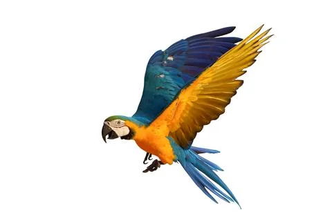 Parrot Stock Photos