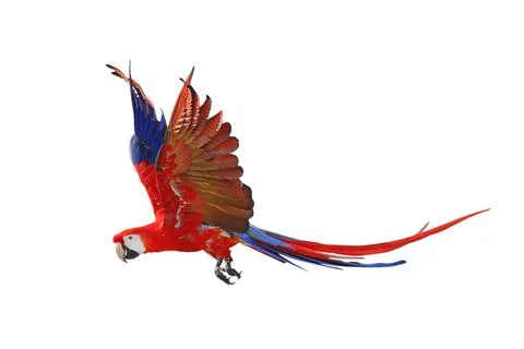Parrot Stock Photos