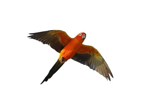 Parrot Stock Photos