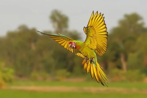 Parrot Stock Photos